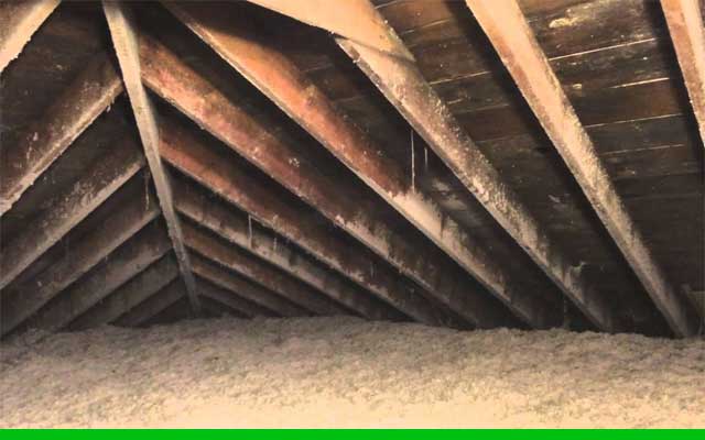 Attic Mold Removal